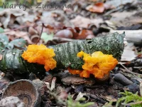 Gele Trilzwam [Tremella mesenterica]
